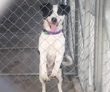 Pic of Jade at the Pound