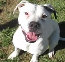 Pic of Quinn at the Pound