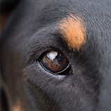 DarkSaphire Photography